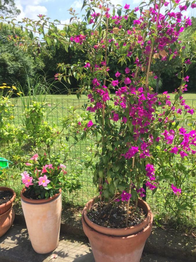 B&B La Villa Mediterranea Passirano Kültér fotó